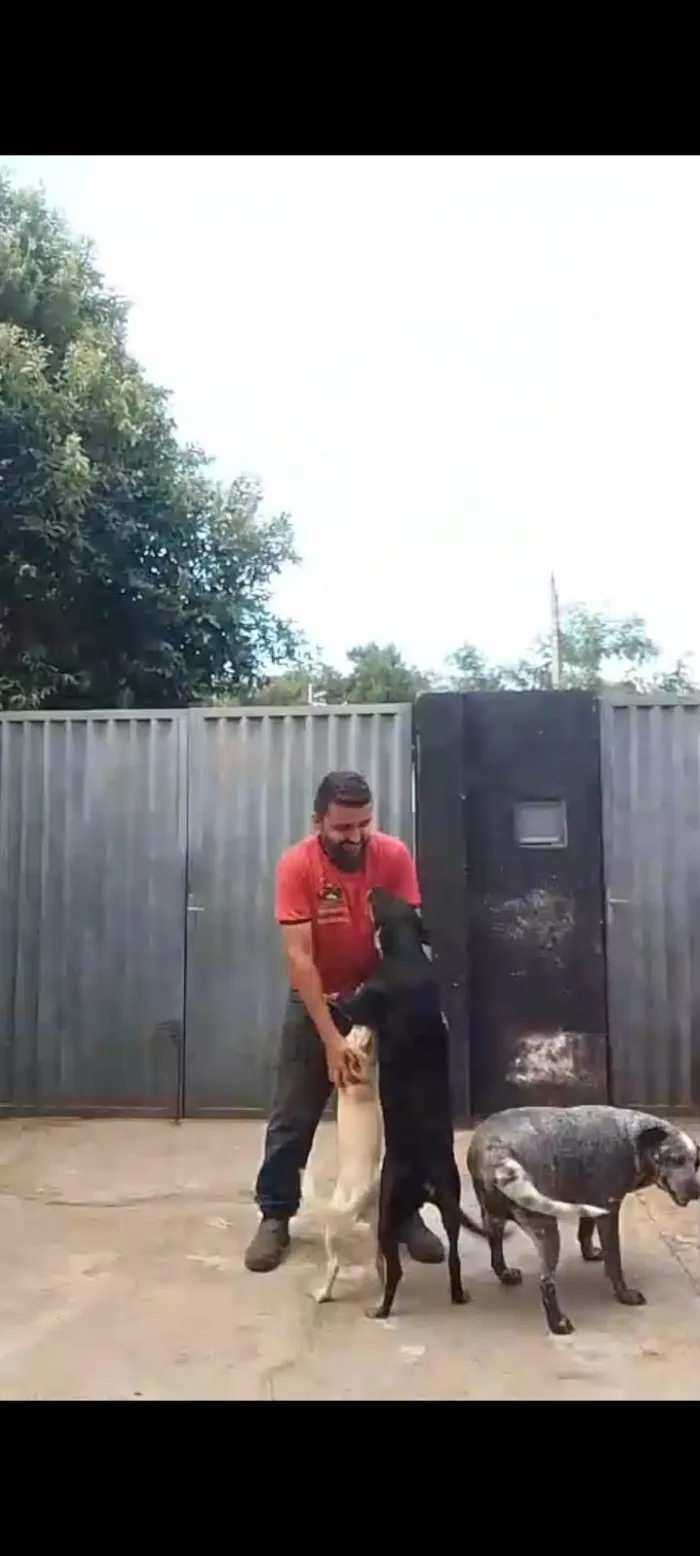 Cachorro ra a SRD-ViraLata idade 6 ou mais anos nome Mel e bombom