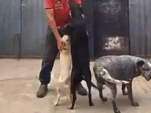 Cachorro raça SRD-ViraLata idade 6 ou mais anos nome Mel e bombom