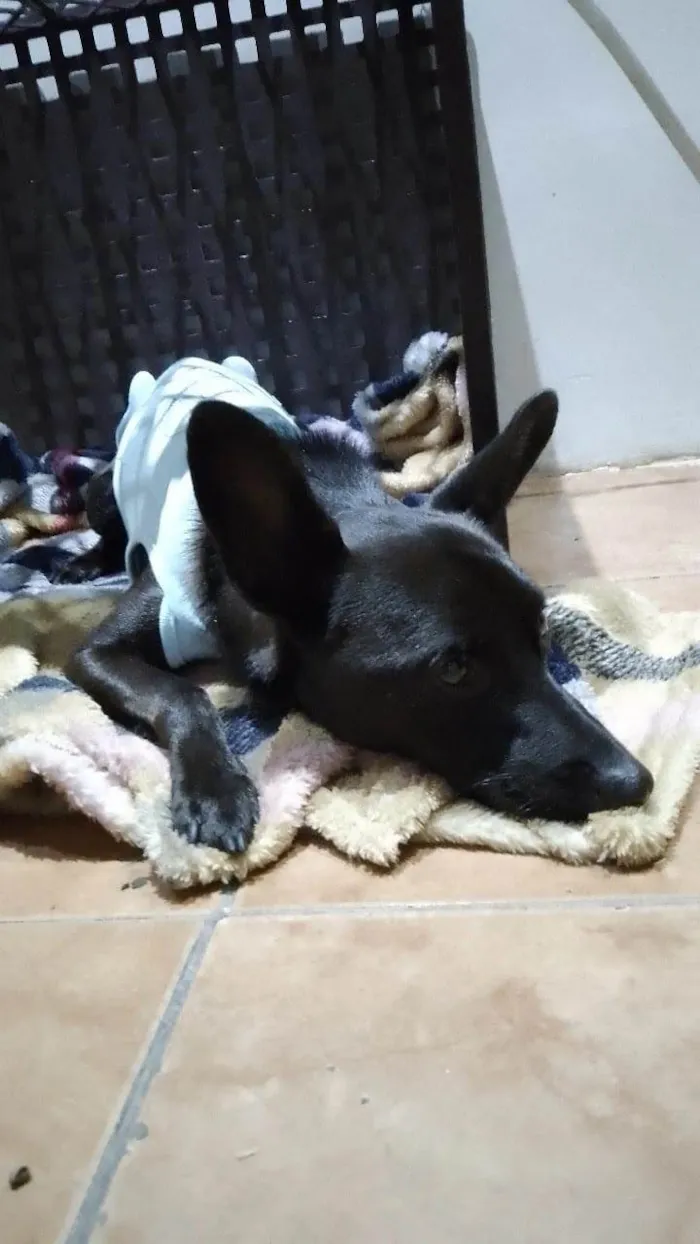 Cachorro ra a SRD idade 3 anos nome Bernardo