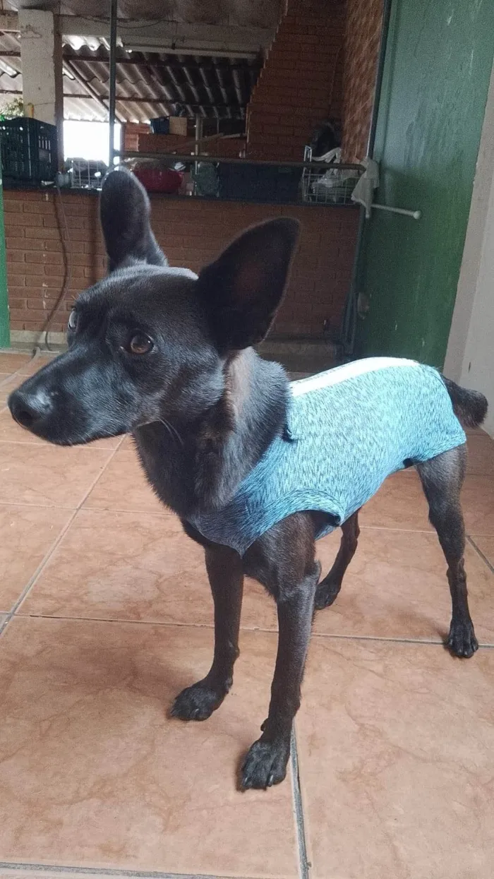 Cachorro ra a SRD idade 3 anos nome Bernardo