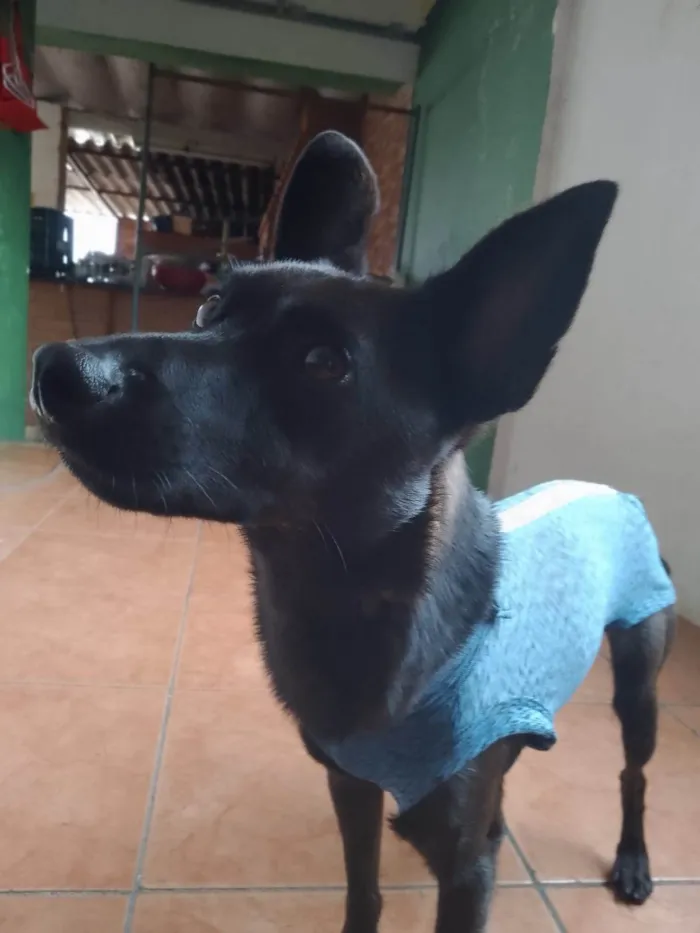 Cachorro ra a SRD idade 3 anos nome Bernardo