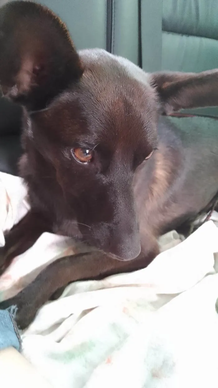 Cachorro ra a SRD idade 3 anos nome Bernardo