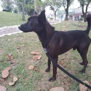 Cachorro ra a SRD idade 3 anos nome Bernardo