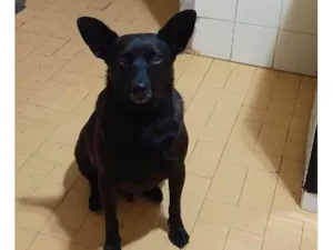 Cachorro raça SRD idade 3 anos nome Bernardo