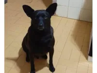 Cachorro ra a SRD idade 3 anos nome Bernardo