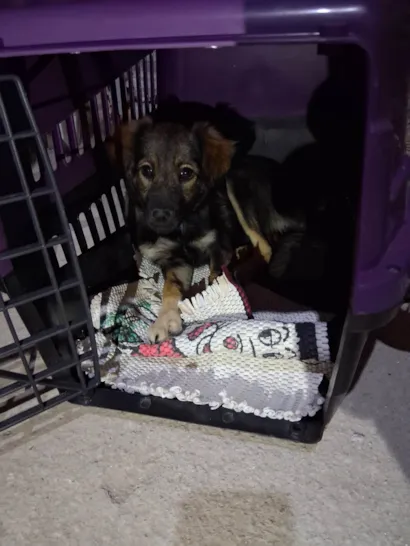 Cachorro raça SRD-ViraLata idade 2 a 6 meses nome Athena