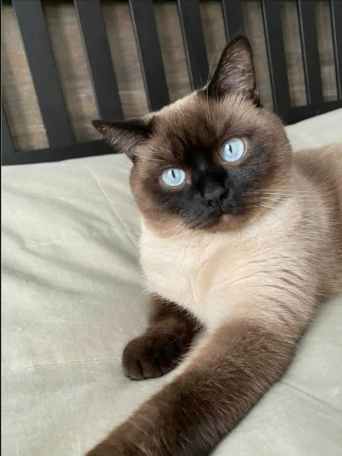 Gato ra a Siamês idade 1 ano nome Benjamin 