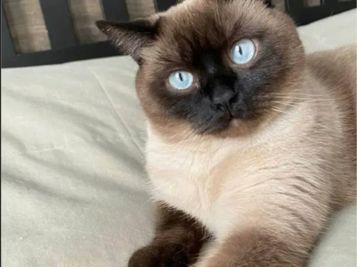 Gato ra a Siamês idade 1 ano nome Benjamin 