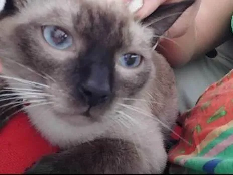 Gato ra a Siamês idade 1 ano nome Benjamin 