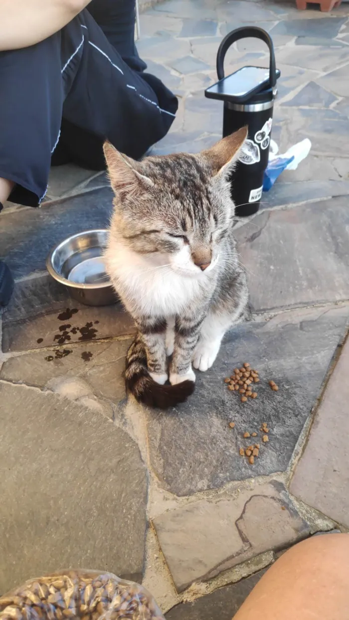 Gato ra a SRD-ViraLata idade 3 anos nome Cara de Jorge