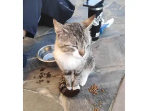 Gato raça SRD-ViraLata idade 3 anos nome Cara de Jorge