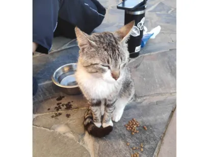 Gato raça SRD-ViraLata idade 3 anos nome Cara de Jorge