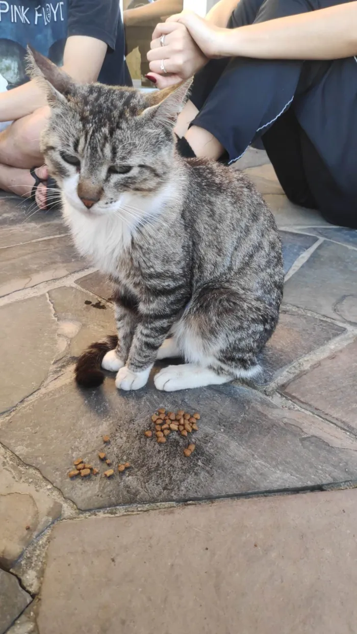 Gato ra a SRD-ViraLata idade 3 anos nome Cara de Jorge
