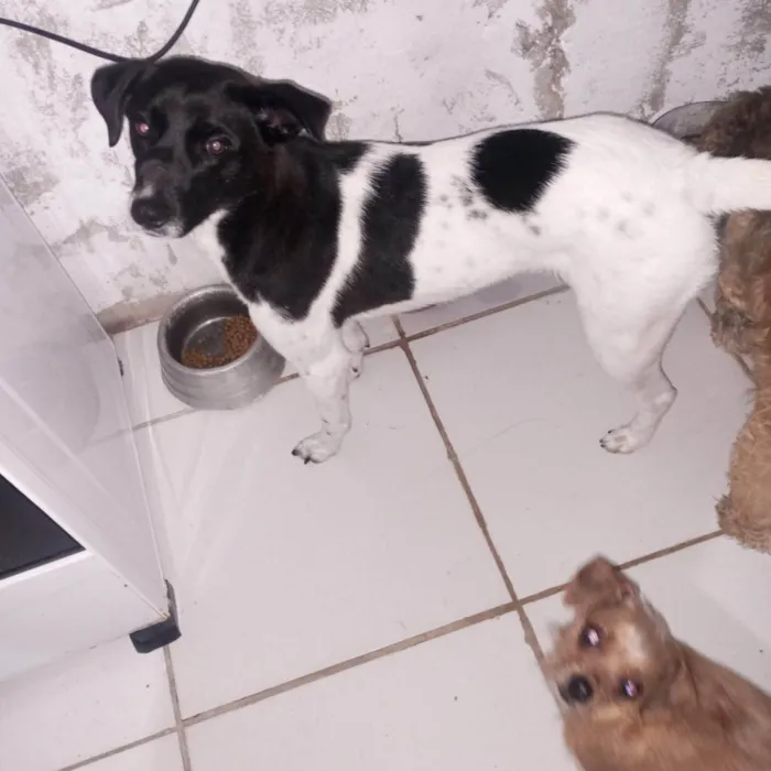 Cachorro ra a SRD-ViraLata idade 2 anos nome Pandora 