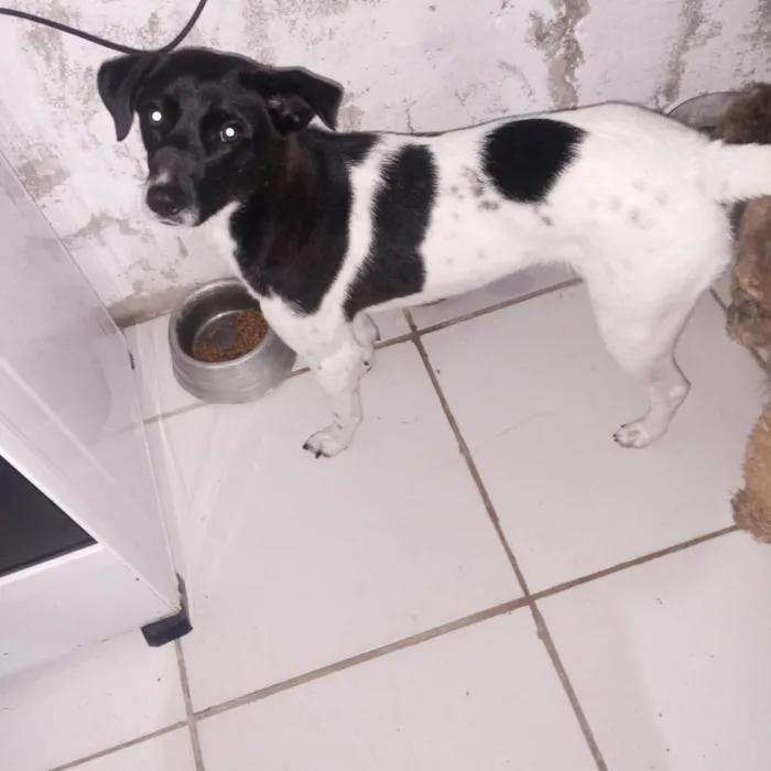 Cachorro ra a SRD-ViraLata idade 2 anos nome Pandora 