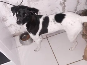 Cachorro raça SRD-ViraLata idade 2 anos nome Pandora 