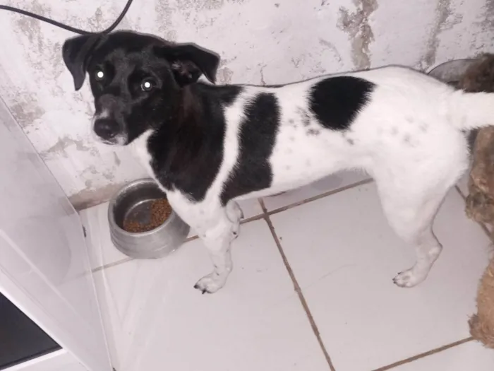 Cachorro ra a SRD-ViraLata idade 2 anos nome Pandora 