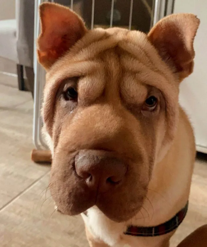 Cachorro ra a Shar Pei idade 1 ano nome Summer