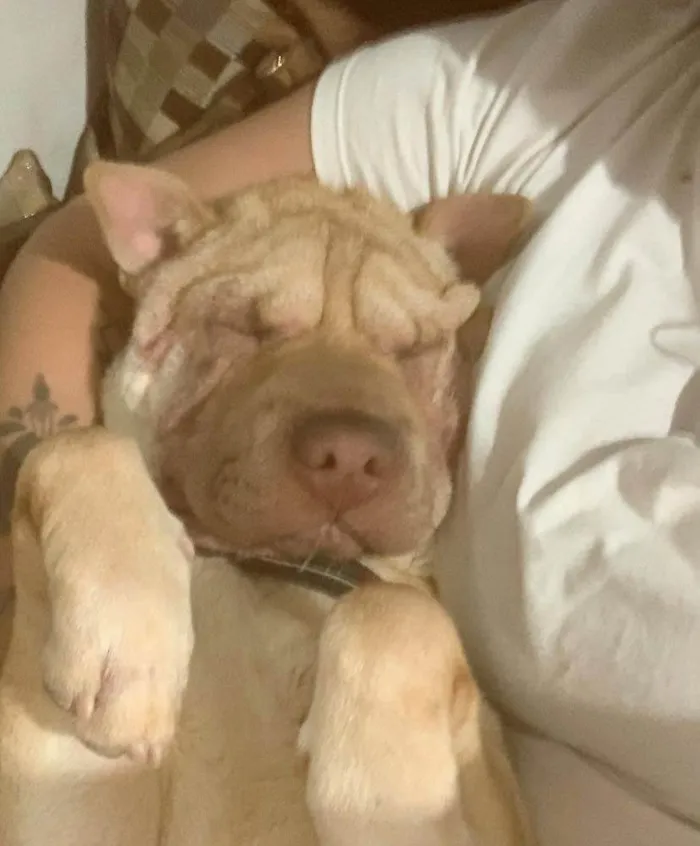 Cachorro ra a Shar Pei idade 1 ano nome Summer