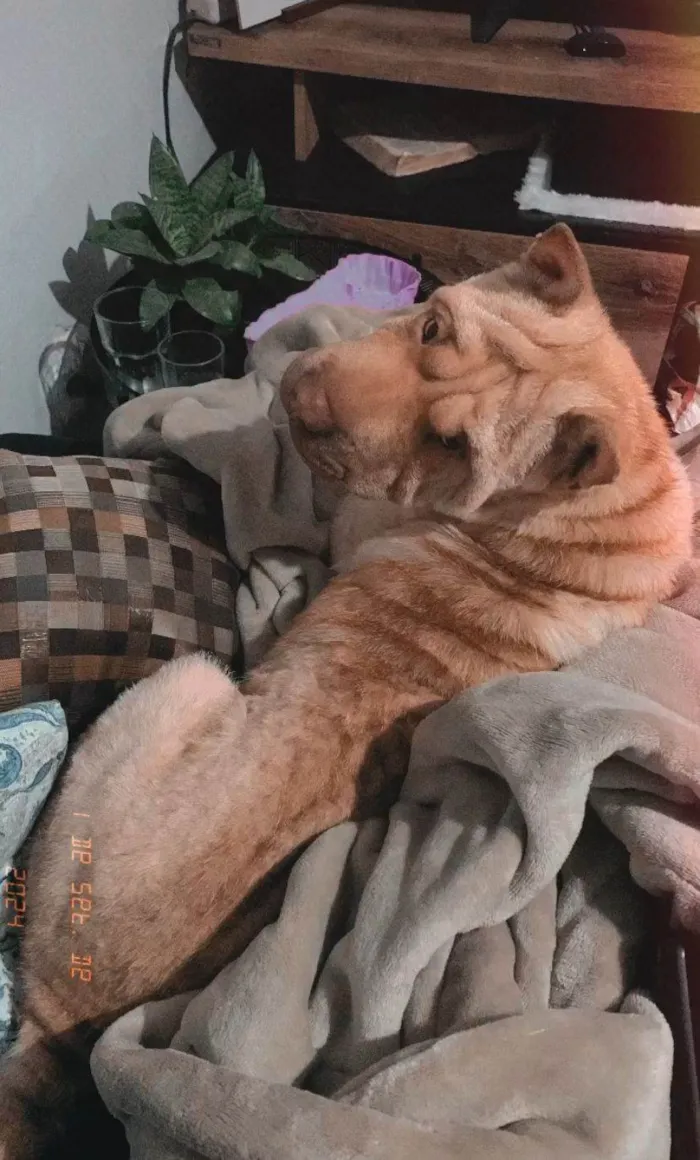 Cachorro ra a Shar Pei idade 1 ano nome Summer