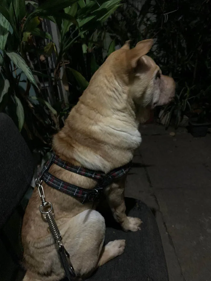 Cachorro ra a Shar Pei idade 1 ano nome Summer