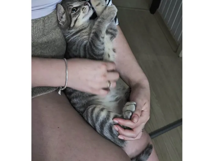 Gato ra a SRD-ViraLata idade 7 a 11 meses nome FUMAÇA