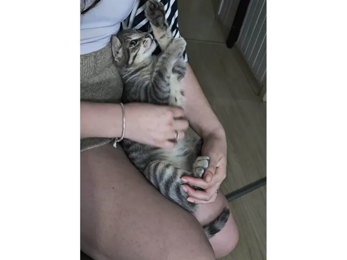 Gato ra a SRD-ViraLata idade 7 a 11 meses nome FUMAÇA