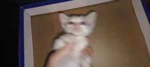 Gato raça SRD-ViraLata idade Abaixo de 2 meses nome Lindinho 