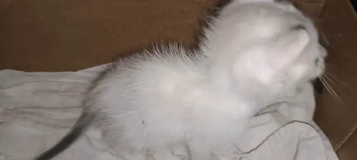 Gato ra a SRD-ViraLata idade Abaixo de 2 meses nome Lindinho 