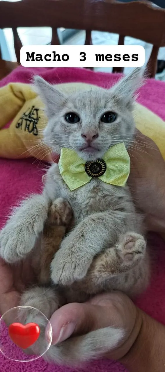 Gato ra a SRD-ViraLata idade 2 a 6 meses nome Caramelo