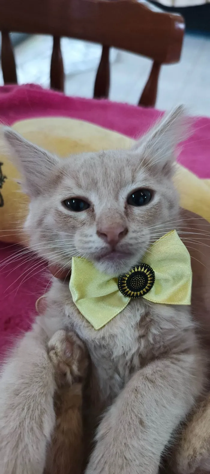 Gato ra a SRD-ViraLata idade 2 a 6 meses nome Caramelo