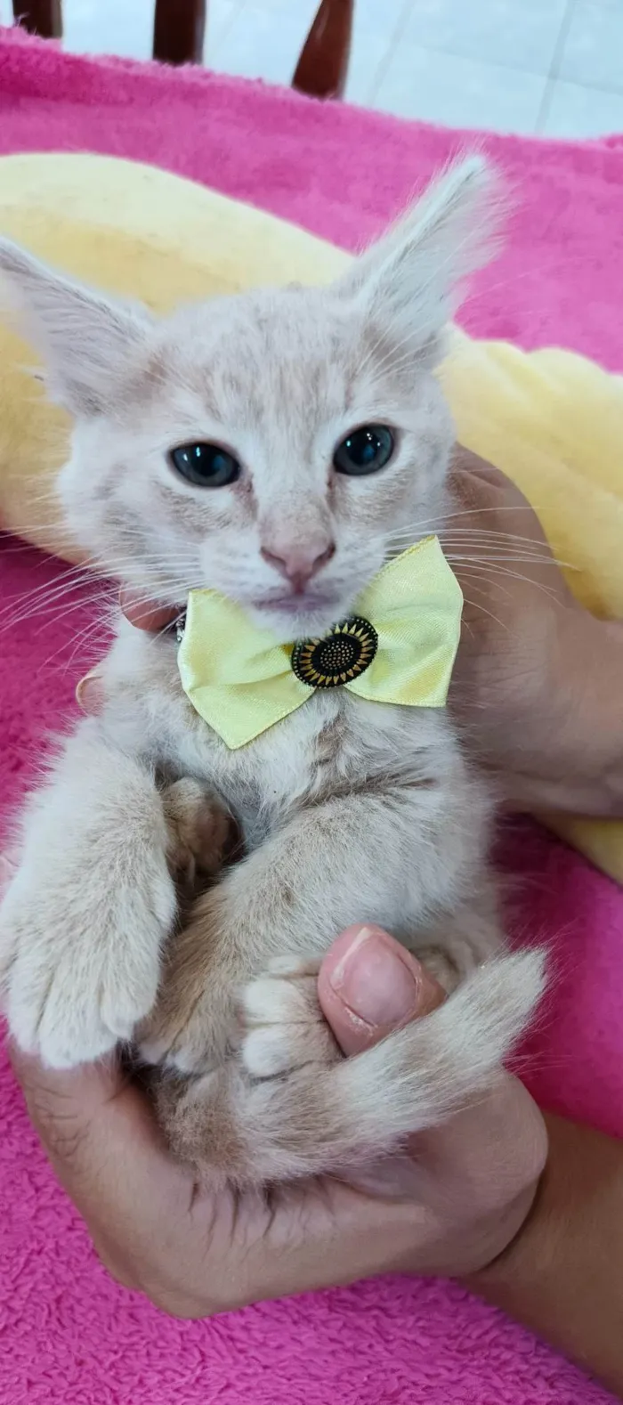 Gato ra a SRD-ViraLata idade 2 a 6 meses nome Caramelo