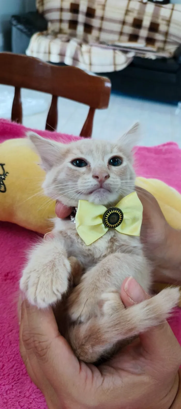 Gato ra a SRD-ViraLata idade 2 a 6 meses nome Caramelo