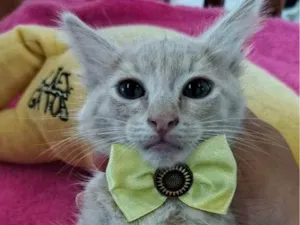 Gato raça SRD-ViraLata idade 2 a 6 meses nome Caramelo