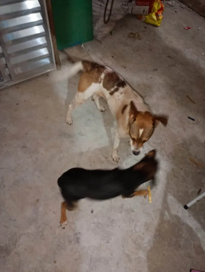 Cachorro ra a SRD-ViraLata idade 2 anos nome THIAGO MACIEL DOS SANTOS