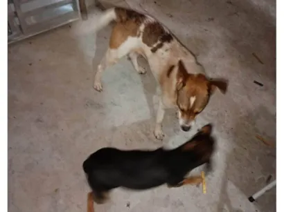 Cachorro raça SRD-ViraLata idade 2 anos nome THIAGO MACIEL DOS SANTOS