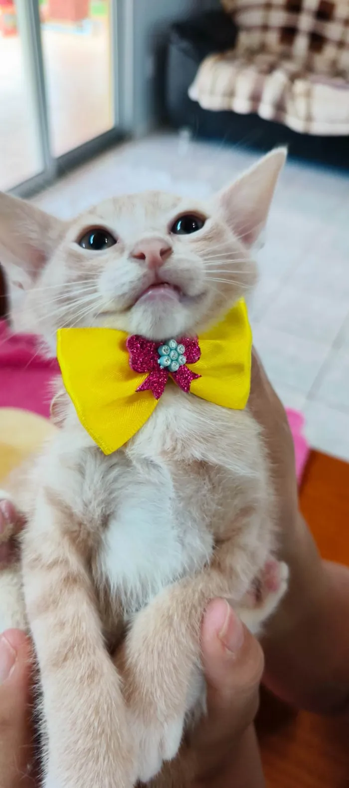 Gato ra a SRD-ViraLata idade 2 a 6 meses nome Pitaia