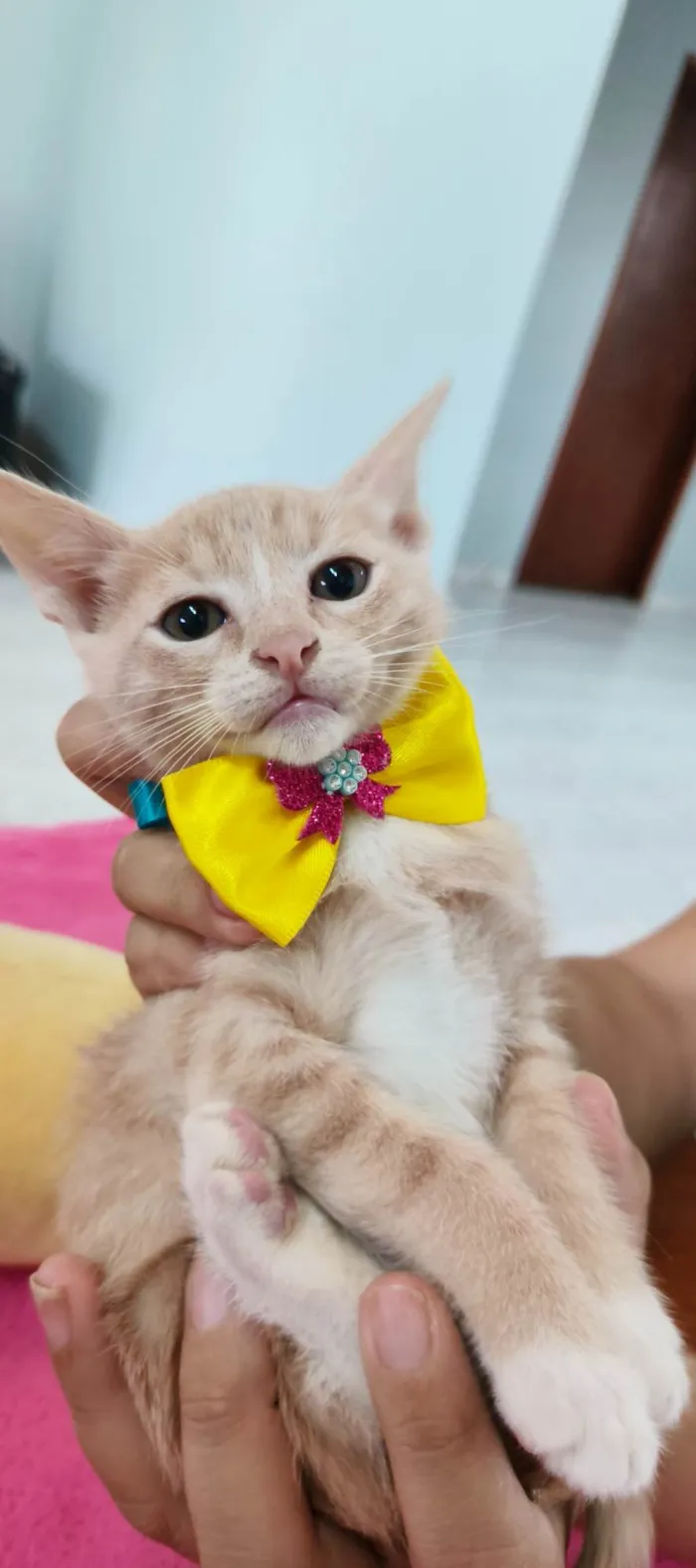 Gato ra a SRD-ViraLata idade 2 a 6 meses nome Pitaia