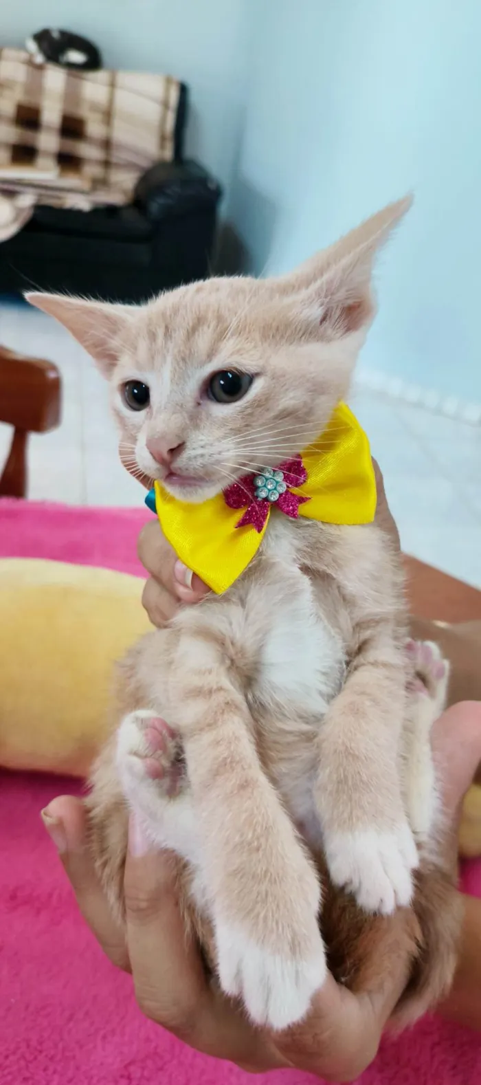 Gato ra a SRD-ViraLata idade 2 a 6 meses nome Pitaia