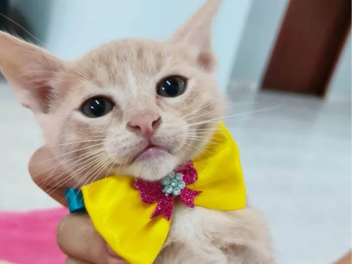 Gato ra a SRD-ViraLata idade 2 a 6 meses nome Pitaia