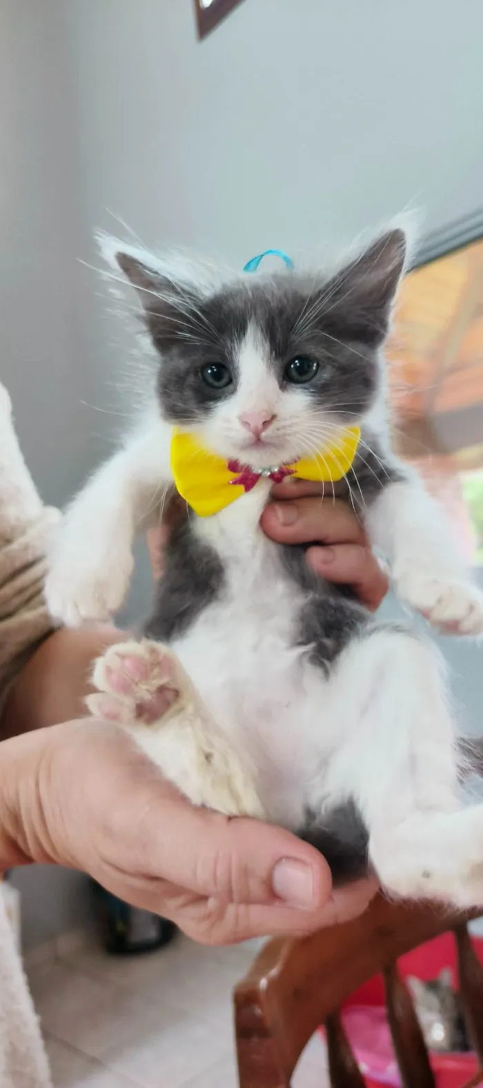 Gato ra a SRD-ViraLata idade 2 a 6 meses nome Amora