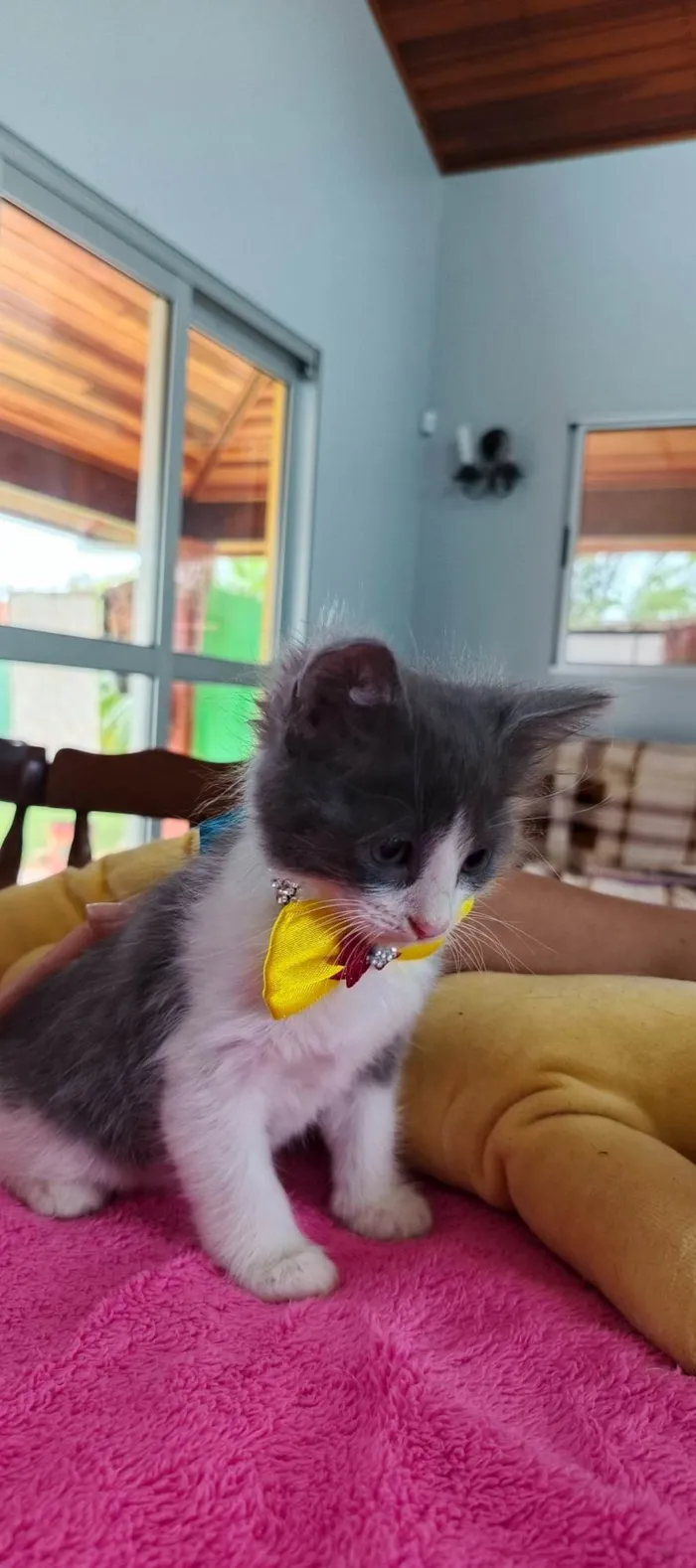 Gato ra a SRD-ViraLata idade 2 a 6 meses nome Amora