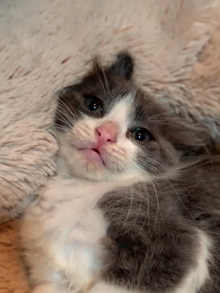 Gato ra a SRD-ViraLata idade 2 a 6 meses nome Amora