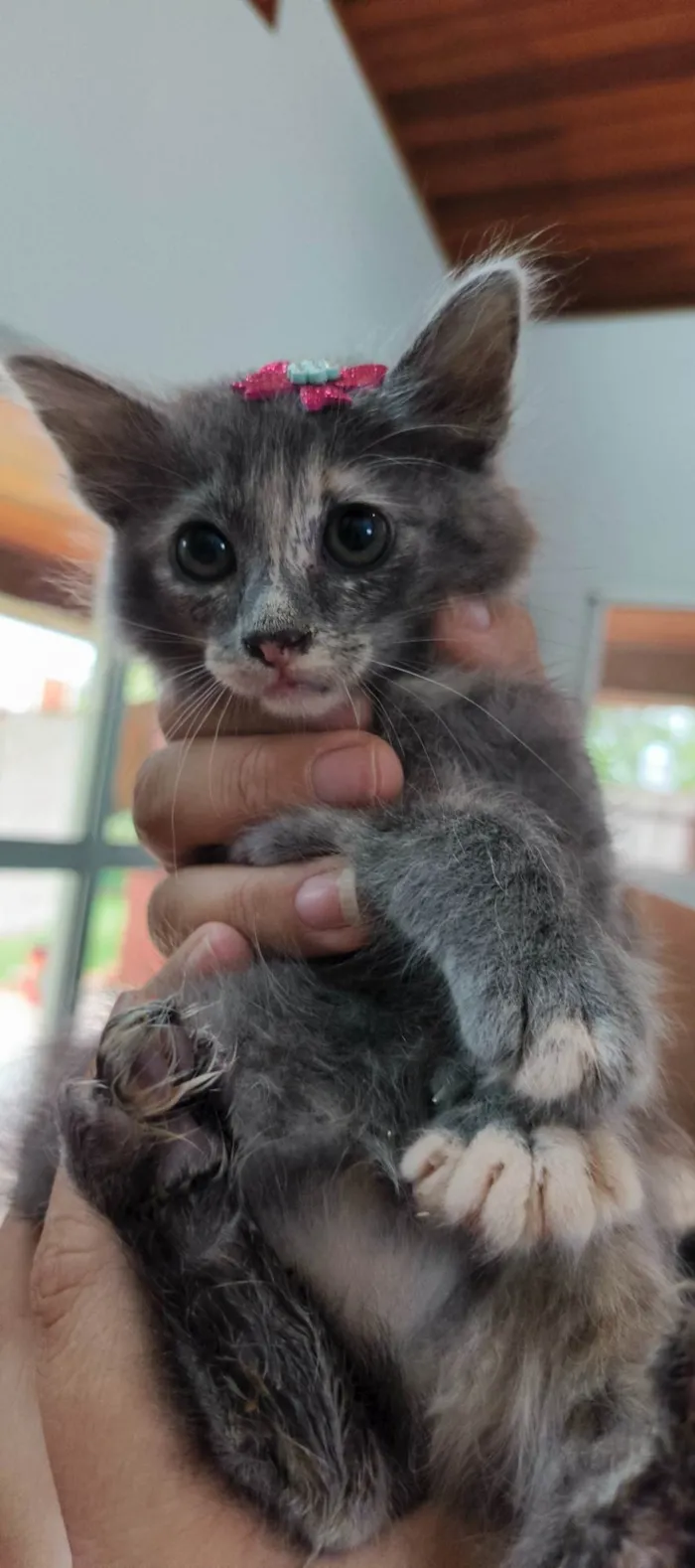 Gato ra a SRD-ViraLata idade 2 a 6 meses nome Romã