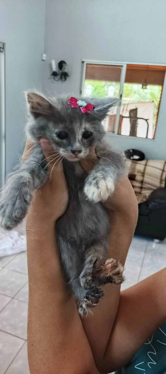 Gato ra a SRD-ViraLata idade 2 a 6 meses nome Romã