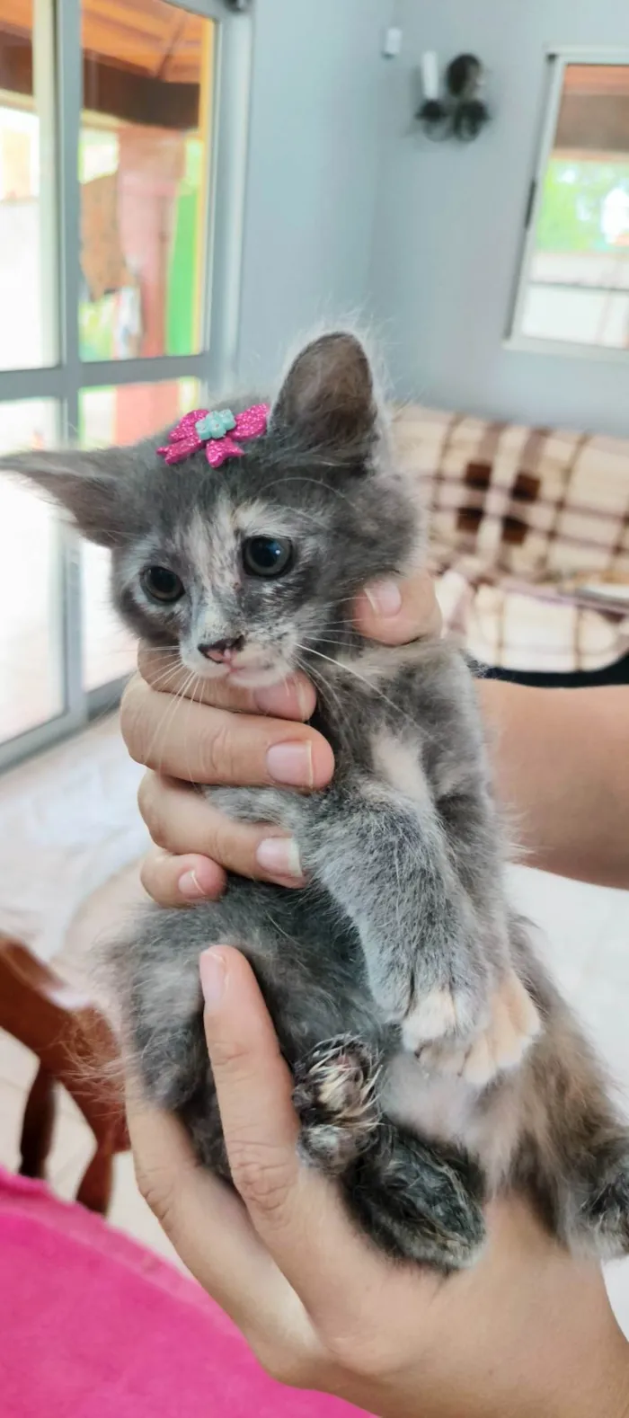 Gato ra a SRD-ViraLata idade 2 a 6 meses nome Romã