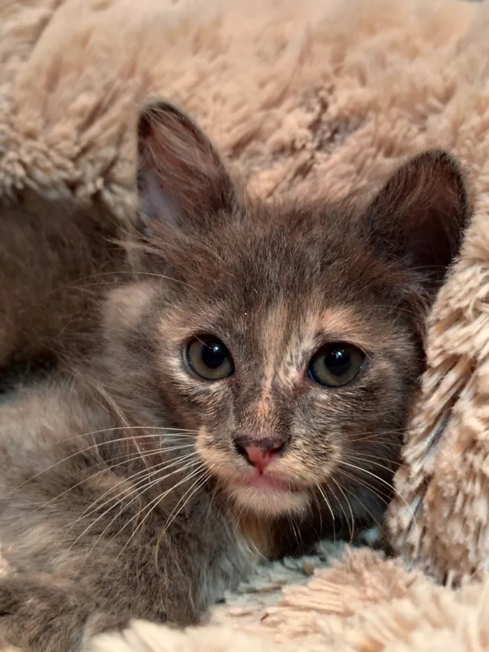 Gato ra a SRD-ViraLata idade 2 a 6 meses nome Romã