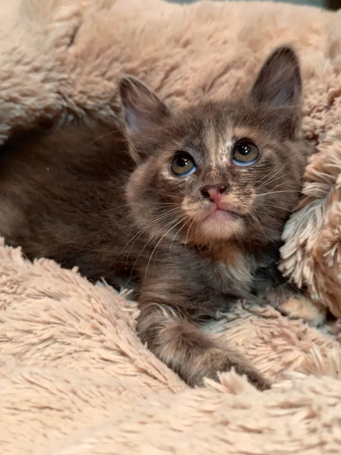 Gato ra a SRD-ViraLata idade 2 a 6 meses nome Romã