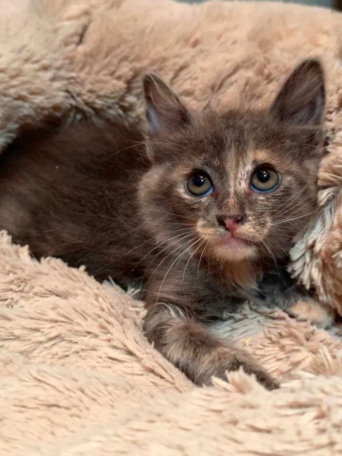 Gato ra a SRD-ViraLata idade 2 a 6 meses nome Romã