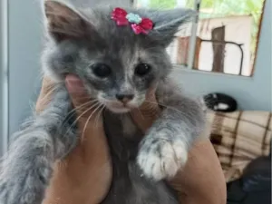 Gato raça SRD-ViraLata idade 2 a 6 meses nome Romã